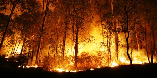 Sudah 3 hari api melahap 144 hektare lahan Gunung Ciremai