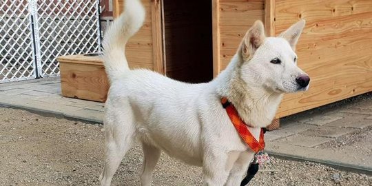 Kim jong-un hadiahkan sepasang anjing buat presiden Korsel sebagai tanda persahabatan