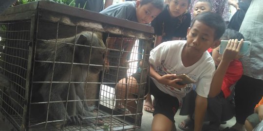 Monyet lepas teror warga di Medansatria Bekasi, 20 orang terluka