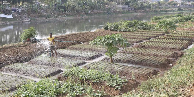 Bertani di tengah kota, warga manfaatkan bantaran Kanal Barat untuk bercocok tanam