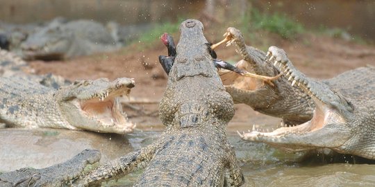 Lagi mandi di Sungai, remaja di Riau nyaris diterkam buaya