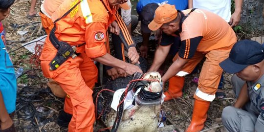 Cileungsi diteror 3 buaya, 1 berhasil ditangkap usai kerahkan 9 tim gabungan