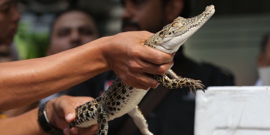 Buaya di Kali Gunung Sahari lebih dari satu