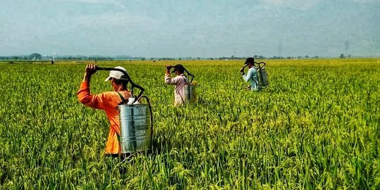 Kementan: Kendalikan organisme pengganggu tanaman sejak dini