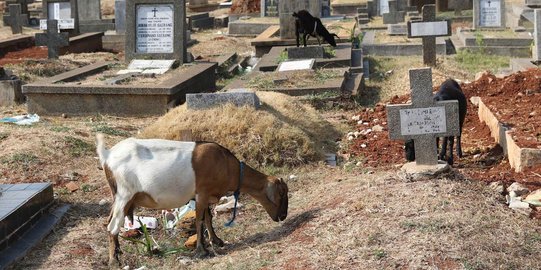 Lahan hijau sedikit, peternak pelihara kambing di pemakaman