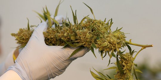 Ingin beli daster, seorang ibu rumah tangga di Aceh nekat jual ganja
