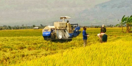 Panen padi melimpah, Kementan pastikan petani dapat berkah saat kemarau