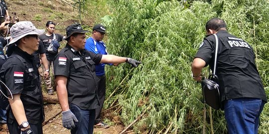 Polri temukan 5 hektare ladang ganja siap panen di Aceh