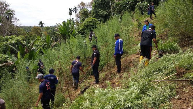 pemusnahan 5 hektare ladang ganja di aceh