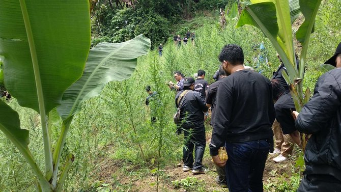 pemusnahan 5 hektare ladang ganja di aceh