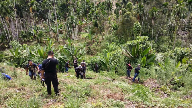 pemusnahan 5 hektare ladang ganja di aceh