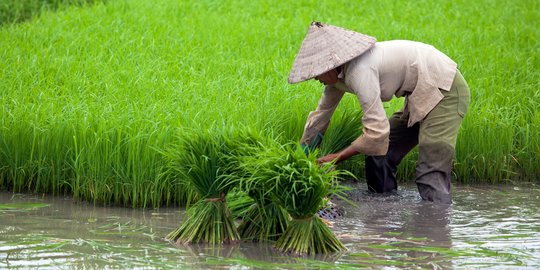 Aplikasi ini bisa bantu petani tingkatkan hasil panen dan lepas dari tengkulak