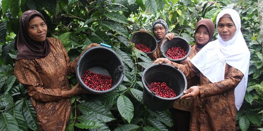 Dua varietas kopi mitra binaan UP Mrica terpilih sebagai The Best Indonesian Coffee