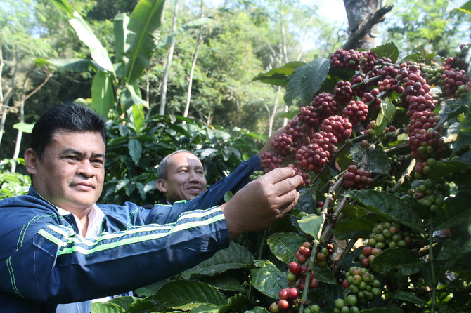 dua varietas kopi mitra binaan up mrica terpilih sebagai the best indonesian coffee