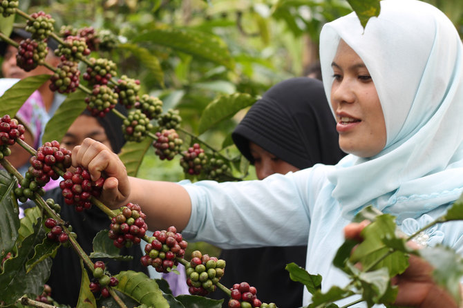 dua varietas kopi mitra binaan up mrica terpilih sebagai the best indonesian coffee