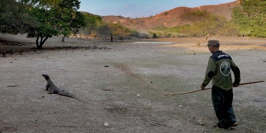 Melihat interaksi komodo dengan manusia di Pulau Rinca