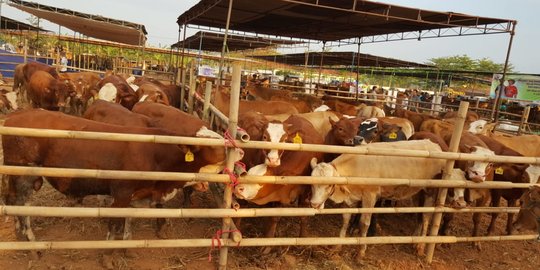 Sapi dianggap sakral, penjual daging di India dipaksa tutup toko