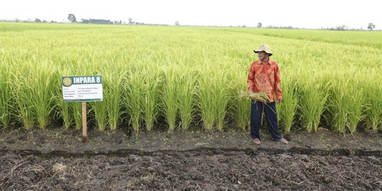 Jokowi bakal canangkan optimalisasi lahan rawa untuk produksi pangan di HPS 2018