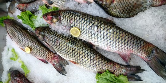 menjaga kandungan asam lemak dan protein