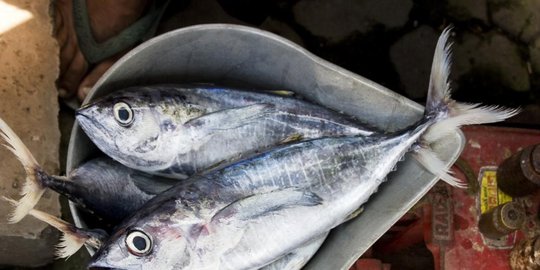 Ternyata Kandungan Nutrisi Ikan Kembung Justru Lebih Tinggi