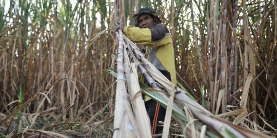 Geliat petani tebu di tengah ekspansi gula impor