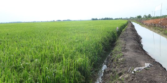 Sejak 2013, 550.000 hektare sawah hilang akibat alih fungsi untuk properti