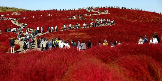 Indahnya hamparan bunga di Hitachi Seaside Park Jepang