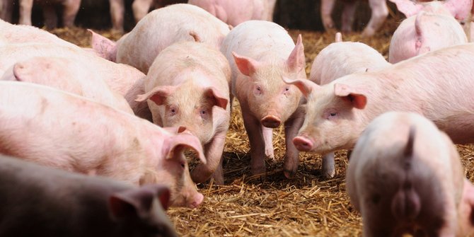 Dua kota di China diserang wabah demam babi Afrika, pemerintah lakukan pemusnahan