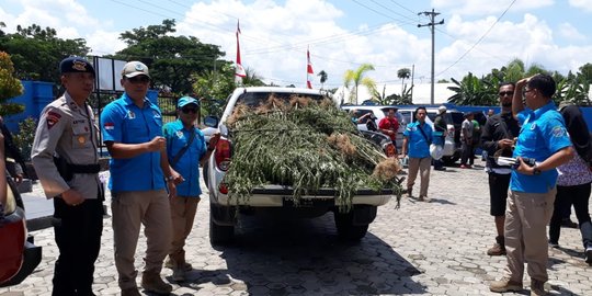 BNN temukan satu hektar ladang ganja di Muratara, 24 paket siap edar
