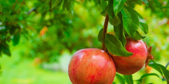 meningkatkan performa olahraga