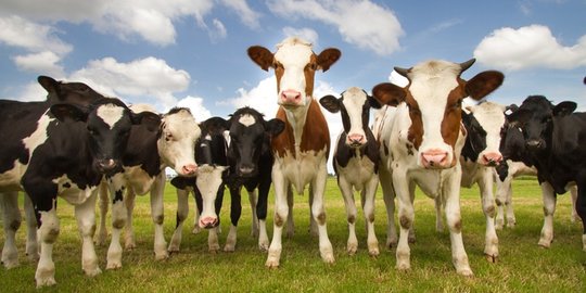 sapi yang menghasilkan susu manusia rev1