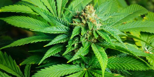 Thailand jadi negara pertama di Asia yang akan legalkan ganja