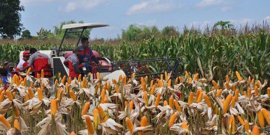 Ketua APJI: Impor jagung akan jadi pukulan telak untuk petani