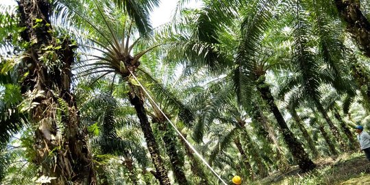 Di pertemuan CPOPC, Indonesia bakal negosiasi bea masuk kelapa sawit ke India