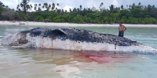 Paus 5 meter tanpa sirip ditemukan mati terdampar di Pantai Maratua