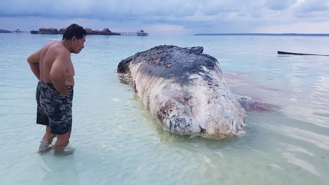 paus terdampar di pantai maratua