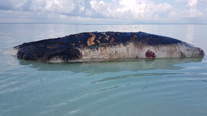 paus terdampar di pantai maratua