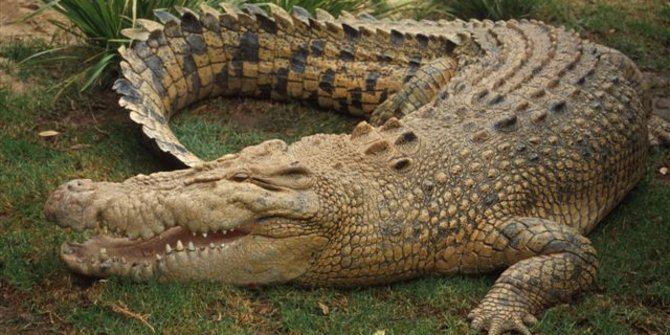 104 Gambar Gambar Hewan Buaya Gratis Terbaik