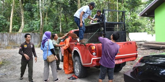 Beruang, macan akar hingga kukang dilepasliarkan ke alam bebas?