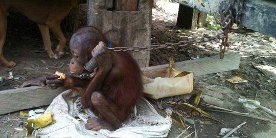4 Tahun direhabilitasi, orangutan bernama Novi kembali ke habitat asli