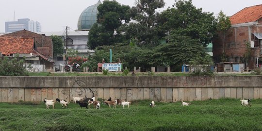 Peternak kambing manfaatkan lahan hijau di ibu kota
