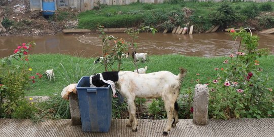 Kambing milik warga Sukabumi berkepala 2 dan bermata 4