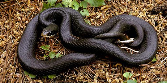 Warga Cilodong Depok temukan ular sanca sepanjang 3,5 meter dan piton