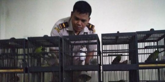 BBKP Surabaya sita 481 ekor burung eksotis ilegal, 133 ekor di antaranya mati