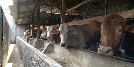 Sektor Peternakan Hasilkan Rp 19 Triliun Lewat Program Ini
