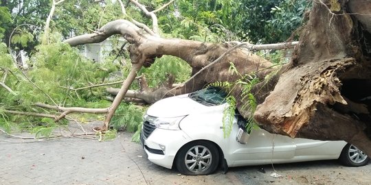 Tak ada angin dan hujan, pohon beringin di Benteng Vastenburg tumbang menimpa mobil