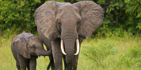 Diduga Korban Perburuan, Gajah Liar Tanpa Gading Ditemukan Mati di Pidie Jaya