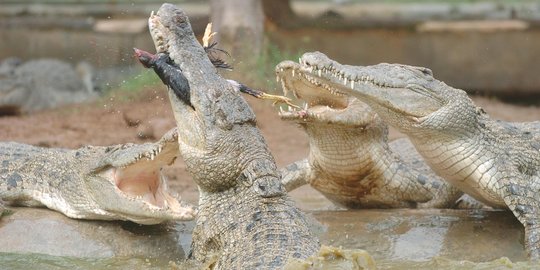 Buaya Muncul di Sungai, Warga Mandailing Natal Resah