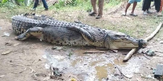 Ditangkap Warga, Buaya Pemangsa Bocah Tujuh Tahun di Rokan Hulu Dibawa ke Polsek