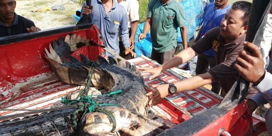 Buaya yang Terkam Bocah 7 Tahun di Rokan Hulu Disetrum dan Sempat Pingsan